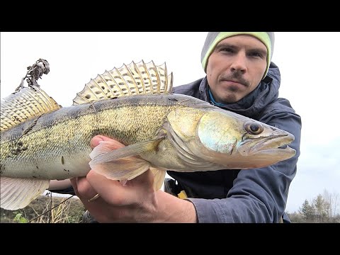 Видео: Ловля равномерной проводкой в осенний период.