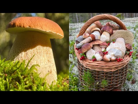 Видео: Вышел ИЗ МАШИНЫ и ОБАЛДЕЛ‼️ Нашёл ЗОЛОТО именно ЗДЕСЬ! Еле УНЁС! Одна ПОЛЯНА и ВСЁ! Нетронутый ЛЕС!