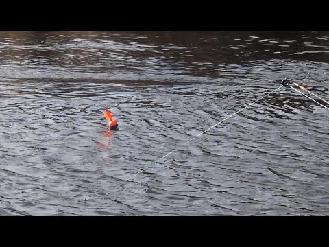 Видео: Эти ЖИВЦЫ ЧУДО для ЩУКИ! ЛОВЛЯ на ХИЩНЫЙ ПОПЛАВОК в НОЯБРЕ 2021!