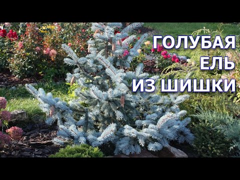 Видео: Голубая ель из шишки