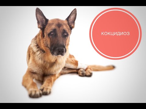 Видео: Кокцидиоз