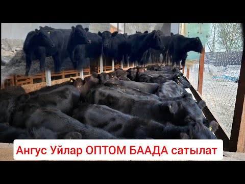 Видео: Ангус  Уйлар келди ОПТОМ баада Баары Сатылат 