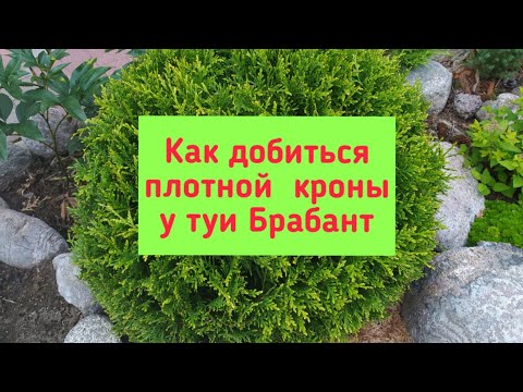 Видео: Как добиться плотной кроны у туи Брабант