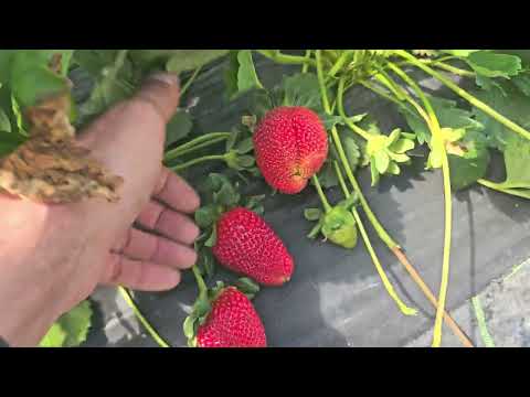 Видео: САМЫЙ ЛУЧШИЙ СОРТ КЛУБНИКИ 2025 ГОДА