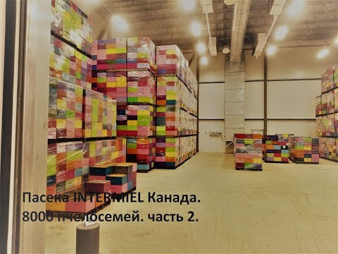 Видео: Промышленная пасека INTERMIEL, в Канаде. 8000 пчелосемей. Часть 2.