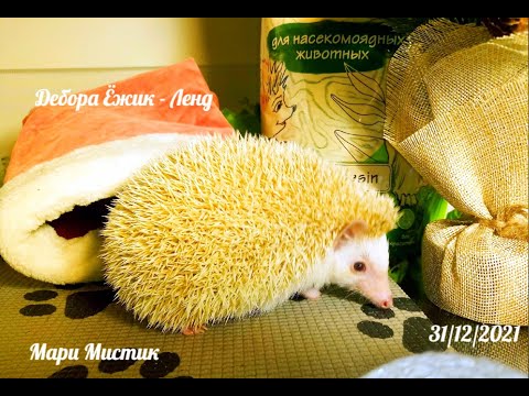 Видео: Даша и Вася занимаются спортом )))  Ежи бегают в колёсиках