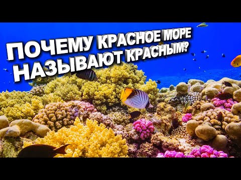 Видео: ПОЧЕМУ КРАСНОЕ МОРЕ НАЗЫВАЕТСЯ КРАСНЫМ? САМОЕ СОЛЕНОЕ МОРЕ В МИРЕ В КОТОРОМ НЕ ВОЗМОЖНО УТОНУТЬ