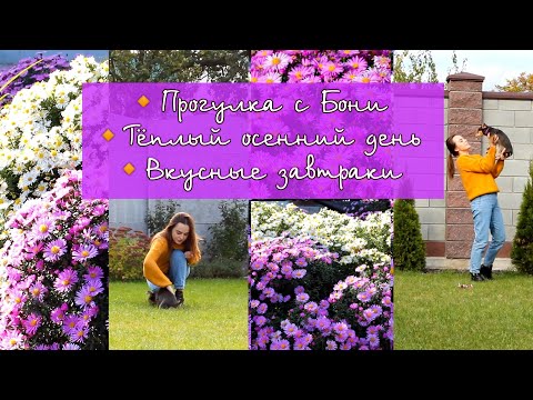 Видео: ПРОГУЛКА С БОНИ🐾 ТЁПЛЫЙ ОСЕННИЙ ДЕНЬ🍁 ВКУСНЫЕ ЗАВТРАКИ 🥞