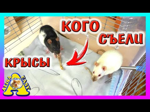 Видео: ЧЕМ мы КОРМИМ Крыс? / Уборка в клетке У КРЫС / Крысы не Хомки / rats and hamsters / Alisa Easy Pets