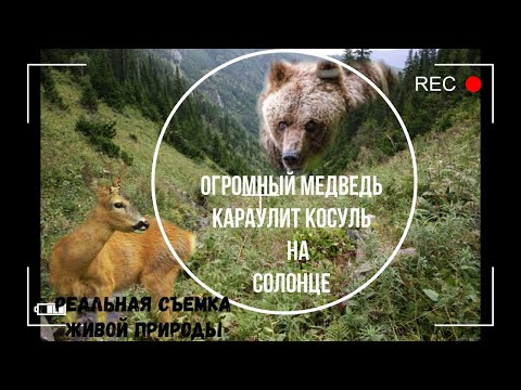 Видео: Огромный медведь караулит косуль на солонце.