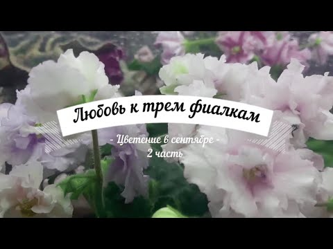 Видео: Цветение фиалок в сентябре 2 часть