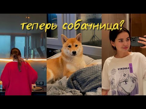 Видео: vlog: снова живу жизнь собачника