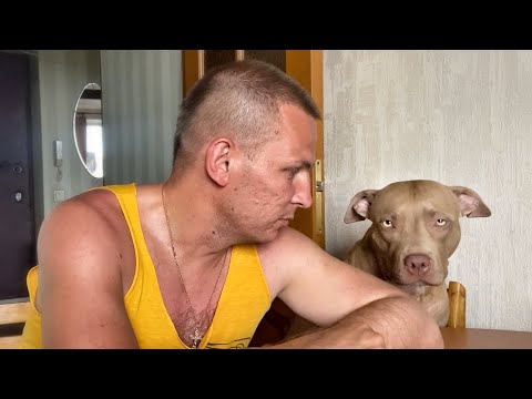 Видео: ПОСМОТРИ ЭТО ВИДЕО, ПРЕЖДЕ, ЧЕМ ЗАВОДИТЬ СОБАКУ!