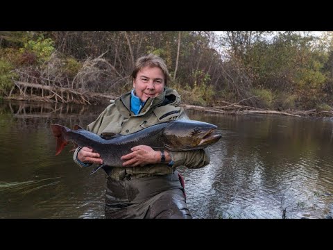 Видео: Осень. Река. Таймени. Дальний Восток