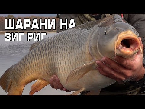 Видео: Шарани на ЗИГ РИГ / Carp on ZIG RIG