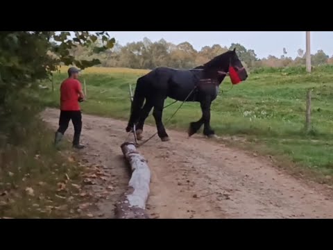 Видео: 🔝САМУРАЙ🔥 ТРОШКИ ПРАЦЮЄ🎯💪