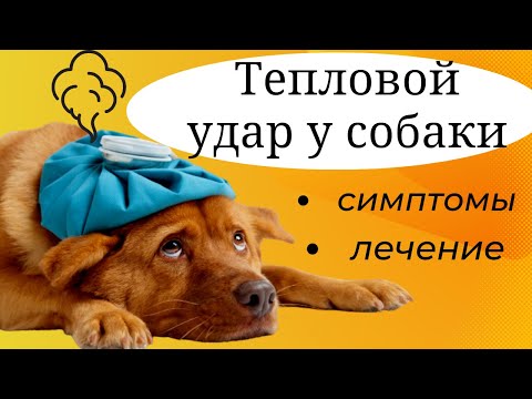 Видео: Тепловой удар у собаки. Первые признаки,  симптомы и  лечение. Советы ветеринара.