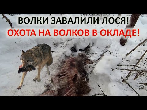 Видео: Охота на волков в окладе. Охота на волка с флажками.