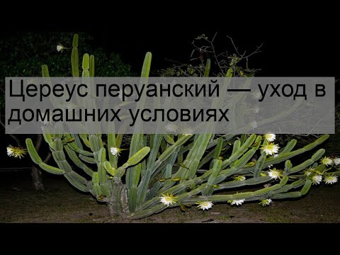 Видео: Цереус перуанский — уход в домашних условиях