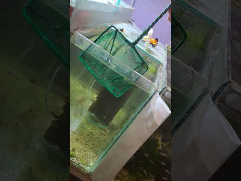 Видео: Какво се случва в момента по аквариумите