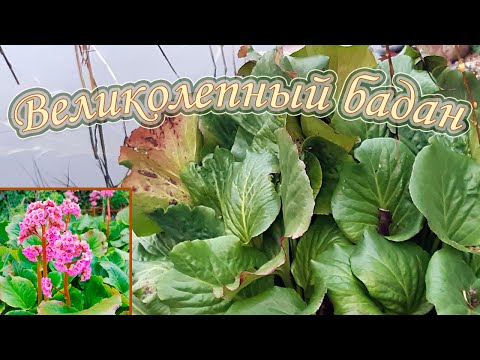 Видео: Размножение бадана корневищем. 100% укоренение! Применение его в ландшафтном дизайне.