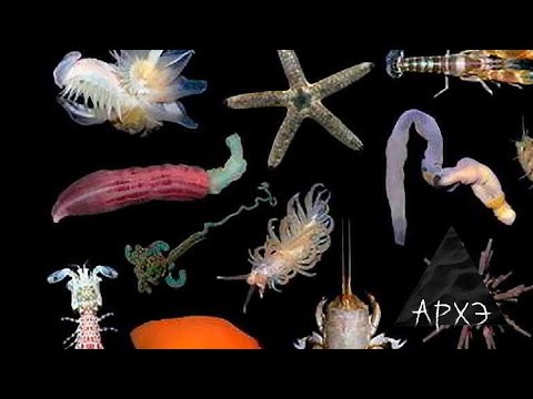 Видео: Вадим Марьинский: "Итоги 2021 года в зоологии беспозвоночных"