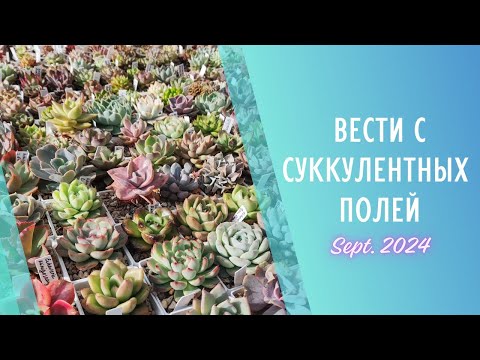 Видео: Вести суккулентных полей 🌱 Как прошло лето 2024 ☀️ Сентябрь 2024