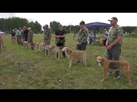 Видео: Русская гончая - выжловки. Межрегиональная выставка собак гончих пород "Мемориал Р.И.Шияна"