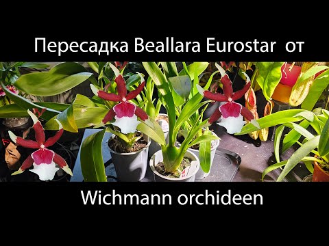 Видео: Большая пересадка онцидиумов/камбрий. Beallara Eurostar. Часть 1 #орхидеи #пересадкаорхидей