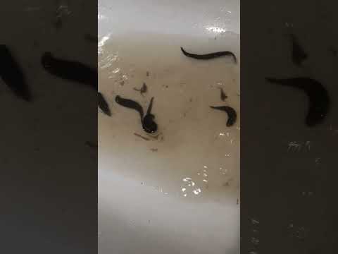 Видео: Жаныбарлар дуйносу😉