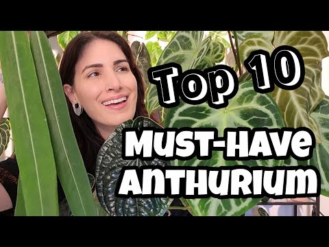 Видео: ТОП-10 БЮДЖЕТНЫХ АНТУРИУМОВ!! 🌿 Мои маст-хэвы! 🖤