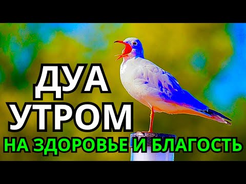 Видео: 🤲 ДУА УТРОМ ДЛЯ СЧАСТЬЯ И ЗДОРОВЬЯ 🌸