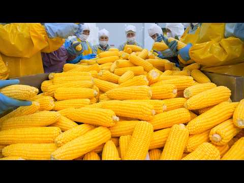 Видео: Первый в мире жареный целый кукурузный фрай! Легенда с одного укуса / Корейская уличная еда