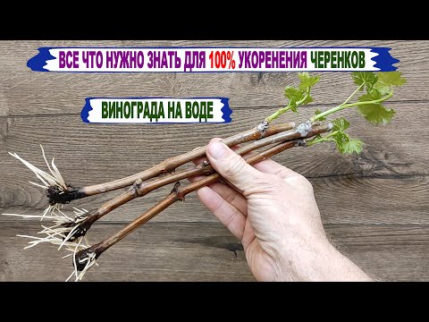 Видео: 🍇 Как подготовить ЧЕРЕНКИ ВИНОГРАДА для 100% укоренения. Теория и практика укоренения на воде.