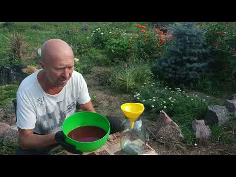 Видео: НАСТОЙКА ИЗ КИЗИЛА.