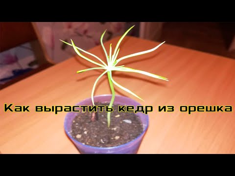Видео: Как вырастить кедр из орешка