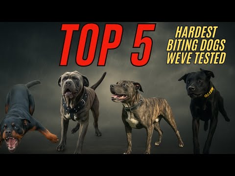 Видео: Пять самых высоких результатов, зафиксированных на нашем приборе для измерения силы укуса