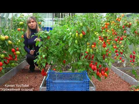 Видео: МОЯ ТЕПЛИЦА С ТОМАТАМИ В АВГУСТЕ! СОБИРАЮ УРОЖАЙ