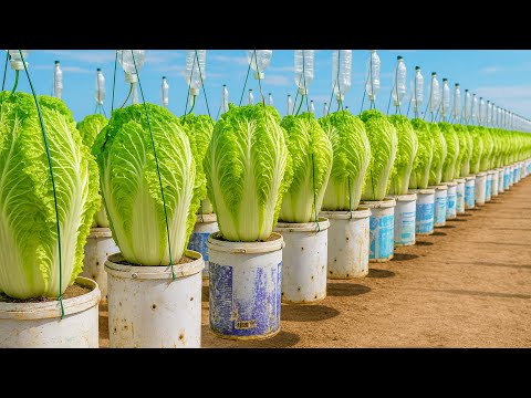 Видео: Садовый лайфхак с подвесной кадкой: гигантский урожай капусты