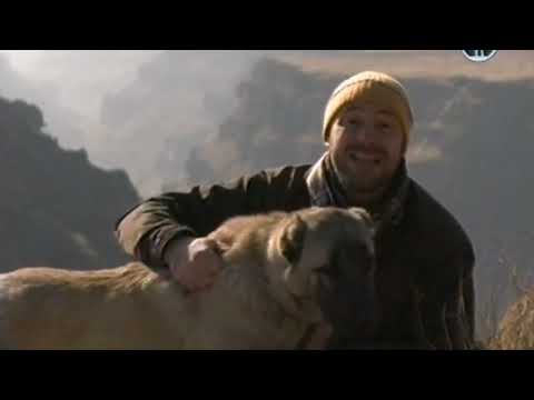 Видео: Армянский Гампр. Планета собак ( Armenian Gampr, Dogs planet wolfhound) 😍💪🌞