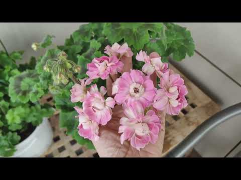 Видео: Начало апреля.