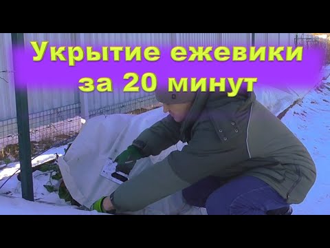 Видео: Укрытие ежевики за 20 минут