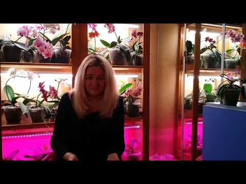 Видео: Приняла эстафету/орхоманов любителей/отвечаю на вопросы/передаю дальше😀