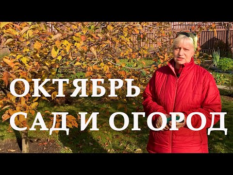 Видео: Работы в саду и огороде. Октябрь. Часть 1.