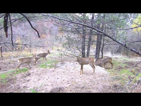 Видео: Проверил фото ловушки спустя 7 дней