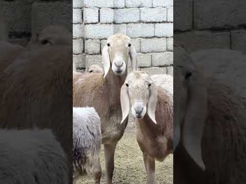 Видео: 26 октября 2025 г.