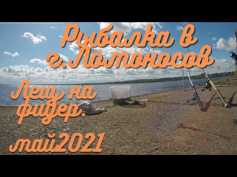 Видео: Рыбалка г.Ломоносов (финский залив), лещ на фидер, май 2021