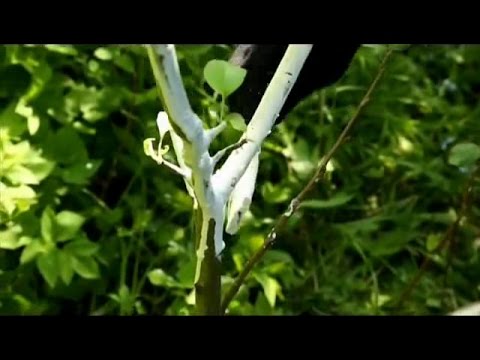 Видео: Как и когда нужно белить деревья
