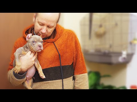 Видео: За 1 минуту до расставания с щенком. Новые хозяева сняли встречу на видео!