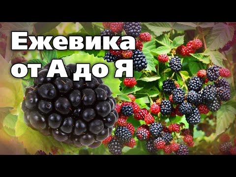Видео: Выращивание ежевики в холодном климате. Опыт садовода